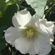 ヒメ日記 2025/12/02 23:58 投稿 ななせ 熟女の風俗最終章 沼津店