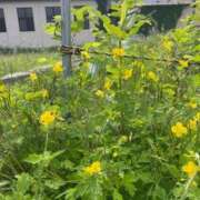 ヒメ日記 2025/12/03 12:08 投稿 ななせ 熟女の風俗最終章 沼津店