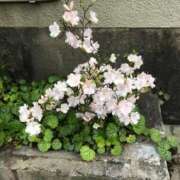 ヒメ日記 2025/12/03 16:38 投稿 ななせ 熟女の風俗最終章 沼津店