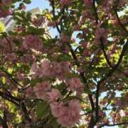 ななせ こんばんは＼(^▽^)／ 熟女の風俗最終章 沼津店