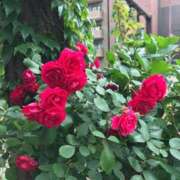 ヒメ日記 2025/12/18 09:38 投稿 ななせ 熟女の風俗最終章 沼津店