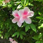 ななせ 今日も 熟女の風俗最終章 沼津店