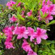 ななせ ありゃりゃꉂꉂ(◍ᵔᗜᵔ◍) 熟女の風俗最終章 沼津店