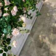 市原らん 🟨11月1週目の出勤予定🟨 おいしい人妻熟女