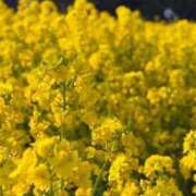 ヒメ日記 2025/11/02 02:28 投稿 りお ごほうびSPA名古屋店