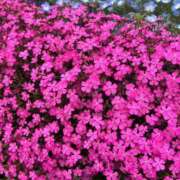 ヒメ日記 2025/09/19 06:34 投稿 りおな 丸妻 横浜本店