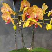 ヒメ日記 2025/10/17 06:19 投稿 りおな 丸妻 横浜本店