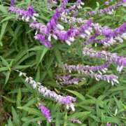 ヒメ日記 2025/10/27 06:10 投稿 りおな 丸妻 横浜本店