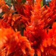 ヒメ日記 2025/10/29 04:22 投稿 りおな 丸妻 横浜本店