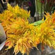 ヒメ日記 2025/11/01 06:08 投稿 りおな 丸妻 横浜本店