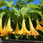 ヒメ日記 2025/11/14 15:02 投稿 りおな 丸妻 横浜本店