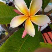 ヒメ日記 2025/11/15 05:37 投稿 りおな 丸妻 横浜本店