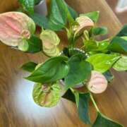 ヒメ日記 2025/11/15 07:12 投稿 りおな 丸妻 横浜本店