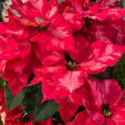 ヒメ日記 2025/11/24 04:10 投稿 りおな 丸妻 横浜本店