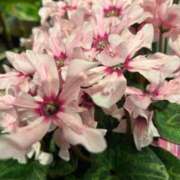 ヒメ日記 2025/11/24 05:13 投稿 りおな 丸妻 横浜本店