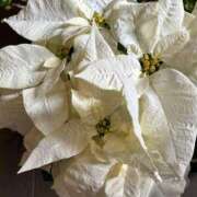 ヒメ日記 2025/11/24 07:00 投稿 りおな 丸妻 横浜本店