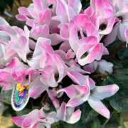 ヒメ日記 2025/11/29 14:52 投稿 りおな 丸妻 横浜本店