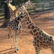 ヒメ日記 2026/01/28 07:06 投稿 りおな 丸妻 横浜本店