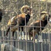 ヒメ日記 2026/02/01 04:45 投稿 りおな 丸妻 横浜本店