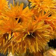 りおな ( ^ω^ ) 丸妻 横浜本店