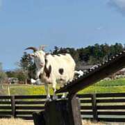 ヒメ日記 2026/03/30 06:54 投稿 りおな 丸妻 横浜本店