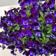 ヒメ日記 2026/04/01 06:09 投稿 りおな 丸妻 横浜本店