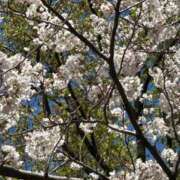 ヒメ日記 2026/04/04 06:50 投稿 りおな 丸妻 横浜本店