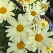 ヒメ日記 2026/04/06 06:10 投稿 りおな 丸妻 横浜本店