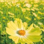 ヒメ日記 2025/09/29 08:30 投稿 相良彩未 五十路マダムエクスプレス横浜店（カサブランカグループ）