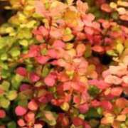 ヒメ日記 2025/10/06 08:22 投稿 相良彩未 五十路マダムエクスプレス横浜店（カサブランカグループ）