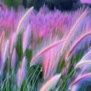 ヒメ日記 2025/11/08 09:30 投稿 相良彩未 五十路マダムエクスプレス横浜店（カサブランカグループ）