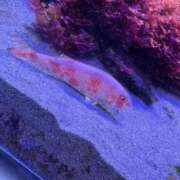 さくらるい これ癒し🐠 イクイクサークル鶯谷店