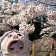 ヒメ日記 2026/04/10 07:16 投稿 さくらるい イクイクサークル鶯谷店