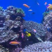 ヒメ日記 2026/04/11 12:46 投稿 さくらるい イクイクサークル鶯谷店