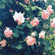 ヒメ日記 2025/11/03 21:36 投稿 八乃 縁(はちのゆかり) 五十路マダムエクスプレス厚木店(カサブランカグループ)