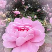 八乃 縁(はちのゆかり) おはようございます 五十路マダムエクスプレス厚木店(カサブランカグループ)