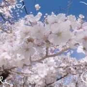 ヒメ日記 2026/04/03 23:36 投稿 八乃 縁(はちのゆかり) 五十路マダムエクスプレス厚木店(カサブランカグループ)