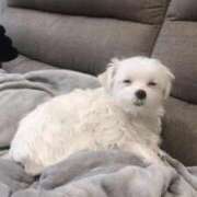 ヒメ日記 2025/09/25 07:48 投稿 れいか ごほうびSPA名古屋店