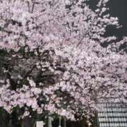 ヒメ日記 2026/03/11 23:52 投稿 るた 横浜・関内サンキュー