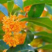 ヒメ日記 2025/10/18 22:04 投稿 ひなみ コンカフェ＆オナクラ ちいかの！池袋店