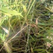 ヒメ日記 2025/10/10 12:46 投稿 なつめ 人妻美人館