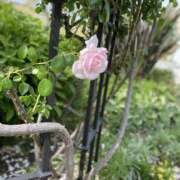 ヒメ日記 2026/01/10 11:16 投稿 みく VIVIDCREW 梅田堂山店