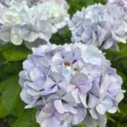 ヒメ日記 2025/10/21 15:12 投稿 まむ 大阪はまちゃん 谷九店