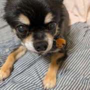 ヒメ日記 2025/10/05 13:16 投稿 くみ 熟女家 京橋店