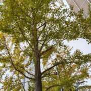 ヒメ日記 2025/11/17 12:15 投稿 おとは 横浜おかあさん