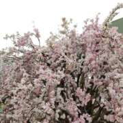 ヒメ日記 2026/04/06 15:55 投稿 おとは 横浜おかあさん