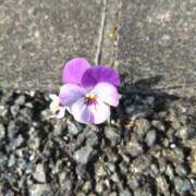 ヒメ日記 2025/11/08 11:01 投稿 みかん 熟女家 十三店