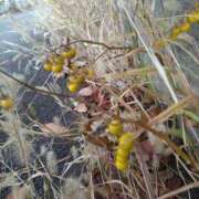 ヒメ日記 2025/12/07 14:07 投稿 みかん 熟女家 十三店