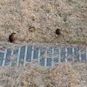 ヒメ日記 2026/02/12 11:01 投稿 みかん 熟女家 十三店