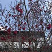 ヒメ日記 2026/03/01 14:01 投稿 みかん 熟女家 十三店